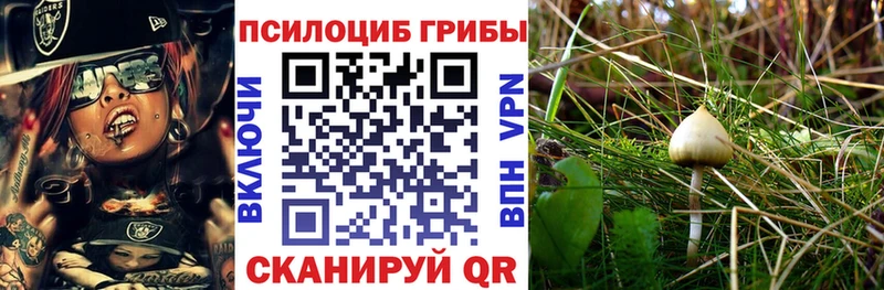 Псилоцибиновые грибы Cubensis  площадка формула  Шарья 